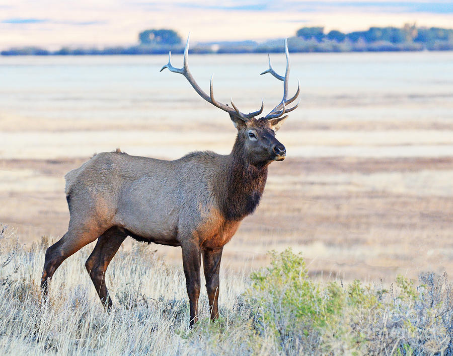 Deer Photograph - The King by Brad Christensen