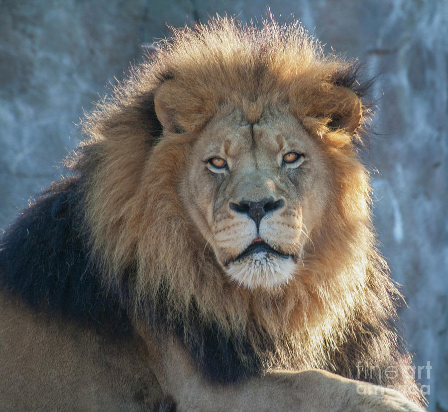 The King Photograph by Carolyn Fox - Fine Art America