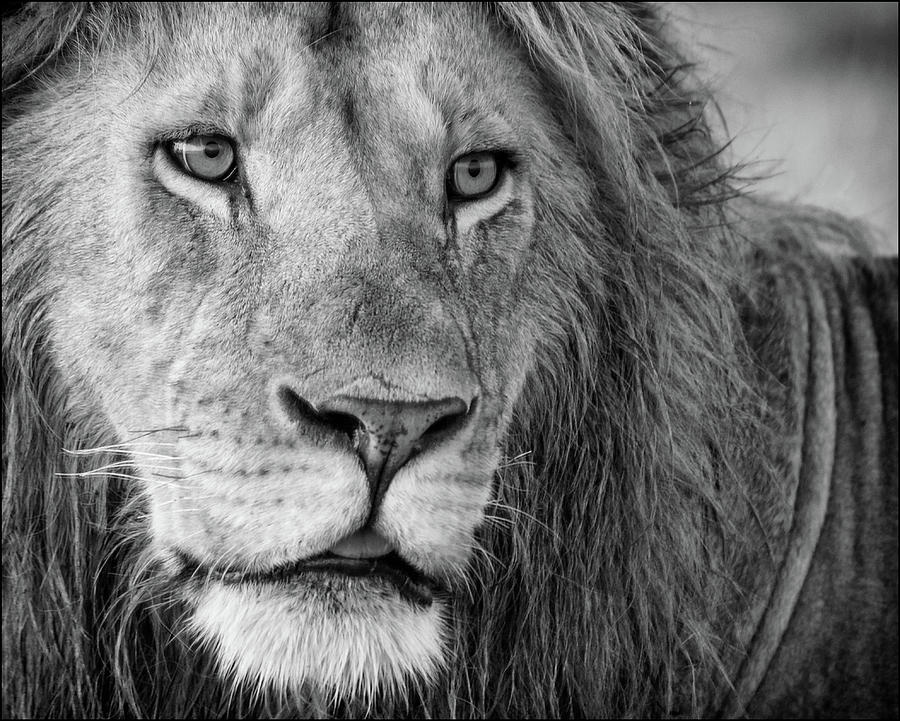 The King Photograph by Cheryl J Schneider - Fine Art America