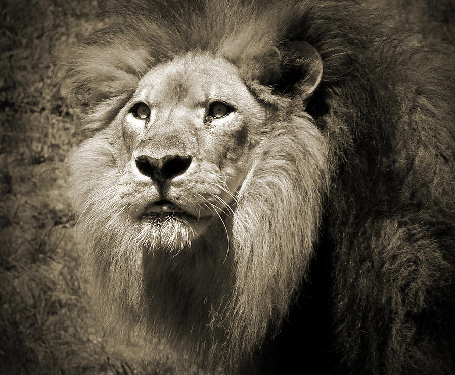 The King II Photograph by Steven Sparks