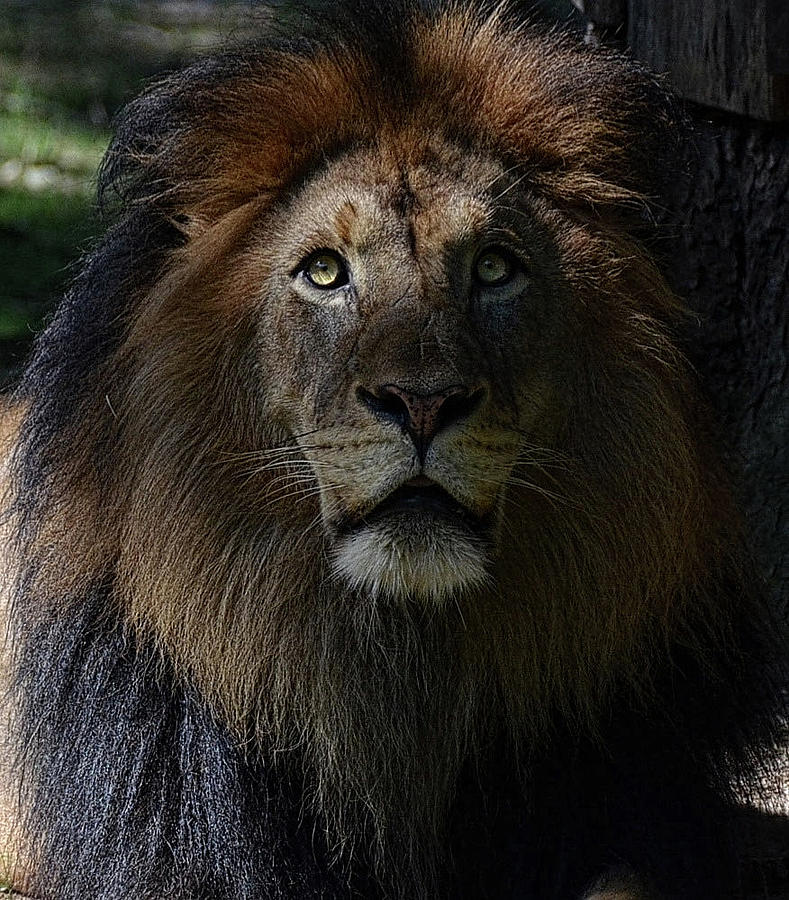 The King in awe Photograph by Ronda Ryan