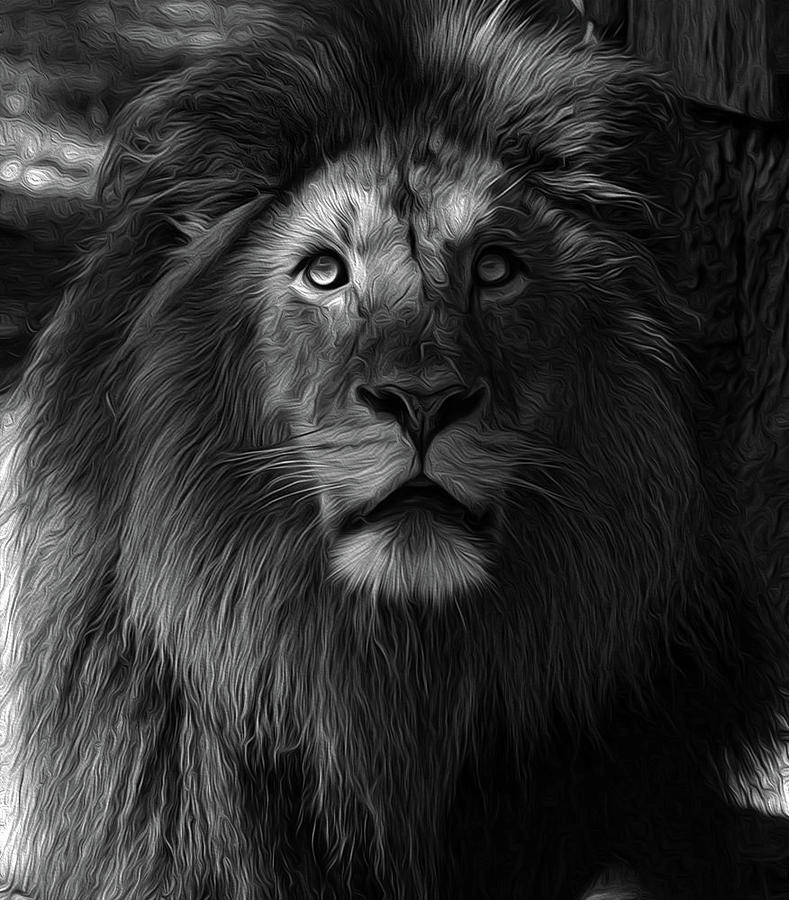 The King in b/w Photograph by Ronda Ryan