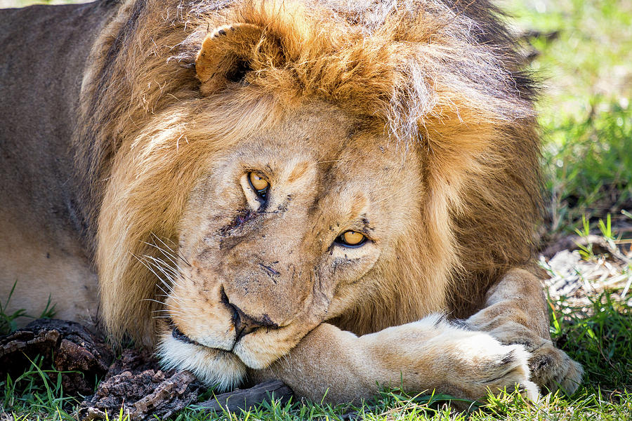 Scar Photograph by Jesse Beckley - Fine Art America