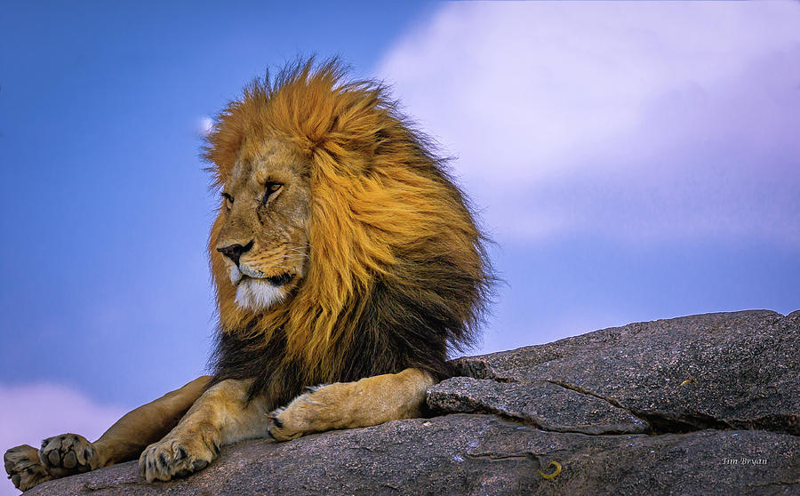 Wildlife Photograph - The King of Namiri Plains by Tim Bryan