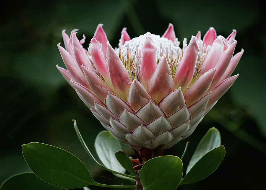 Nature Photograph - The King of Proteas by Shirley Mitchell