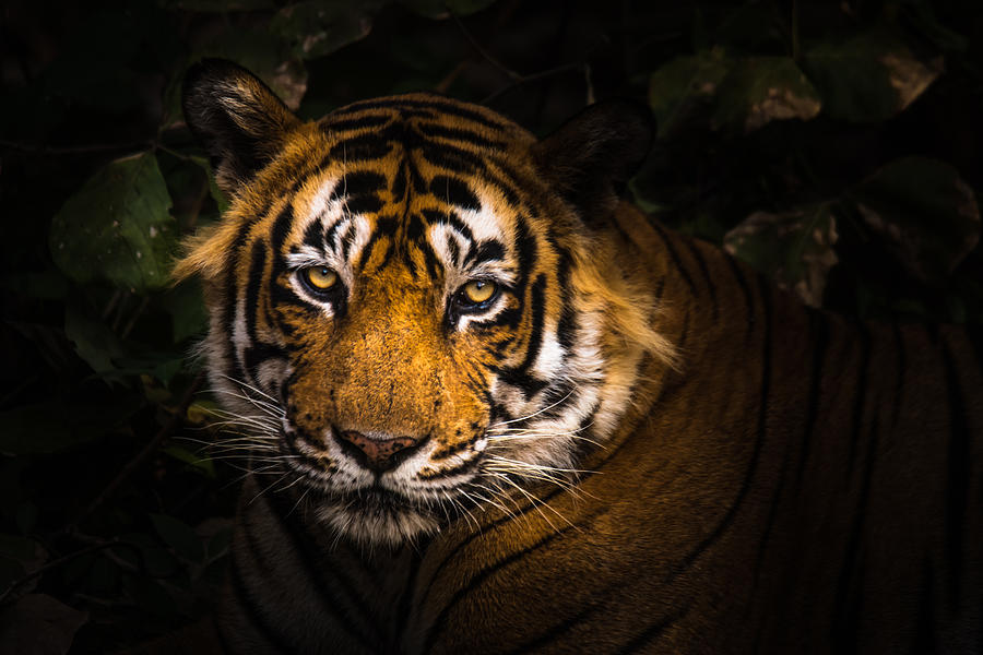 The King of Ranthambore Photograph by Swapan Banik - Fine Art America