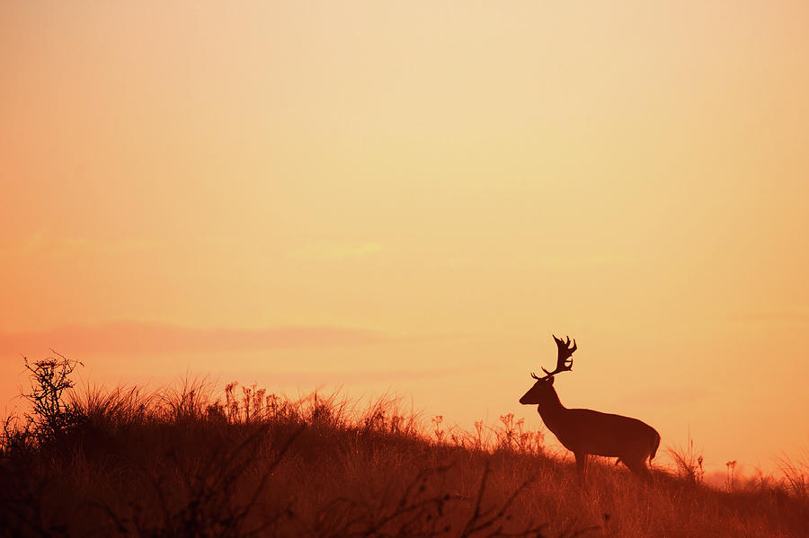 Deer Photograph - The King of the Hill by Roeselien Raimond