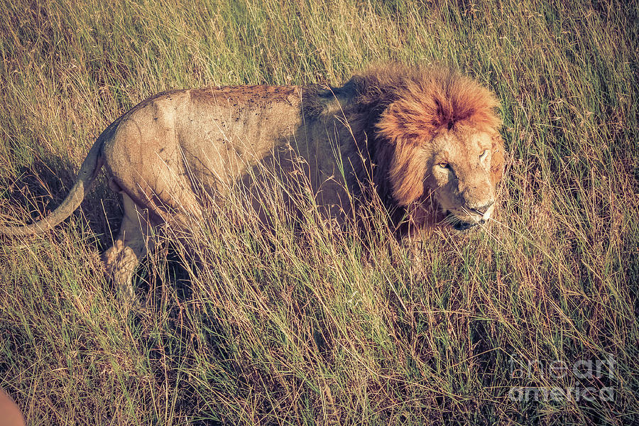 The king of the jungle Photograph by Cami Photo