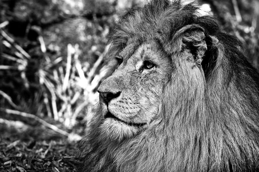 The King Of The Jungle Photograph by Sascha Richartz - Fine Art America