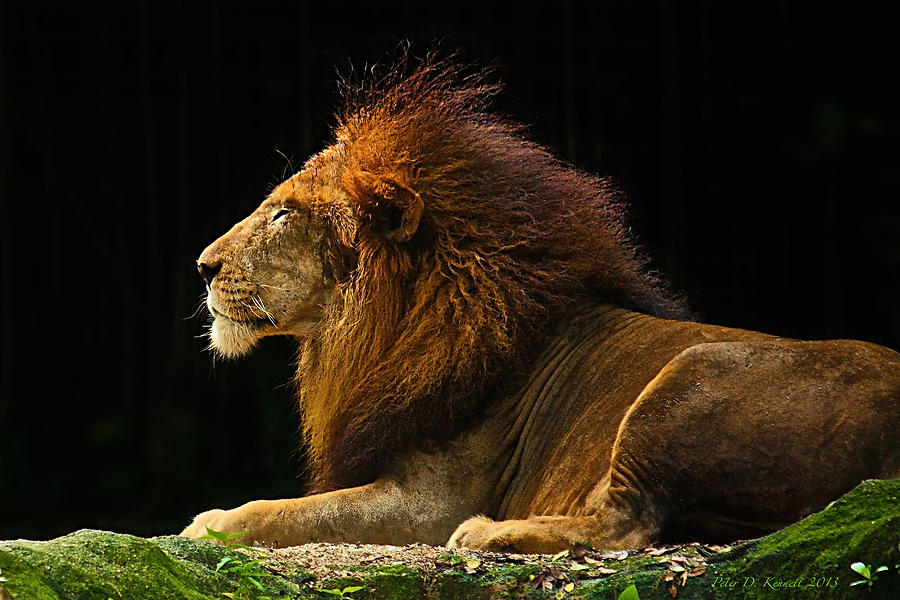The King Photograph by Peter Kennett