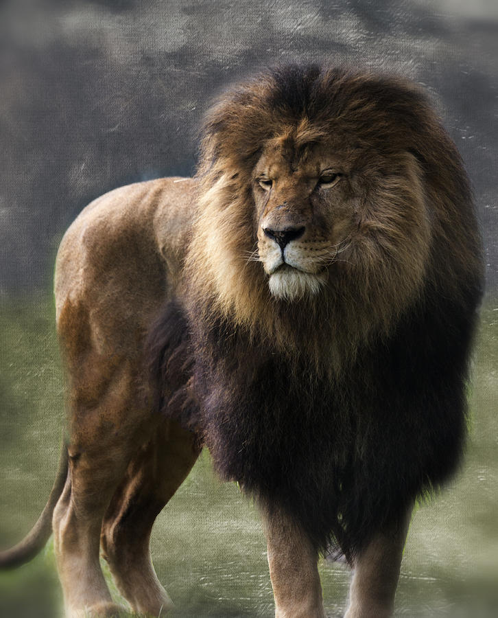 Nature Photograph - The King by Randy Hall