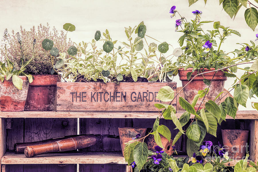 The Kitchen Garden Photograph by Tim Gainey