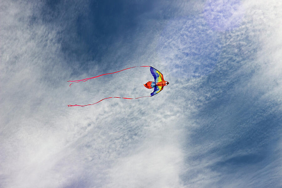 The Kite  Photograph by Cathy Anderson