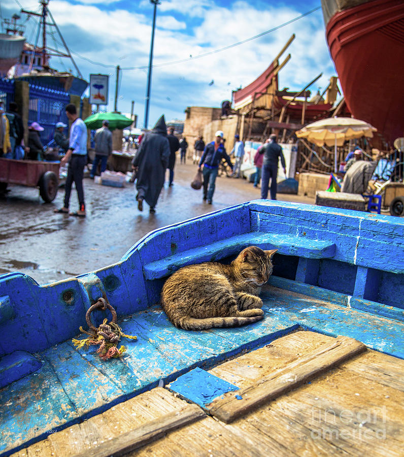 Sunset Photograph - The Kitty Cat of Essaouira  Marrakesh by Rene Triay FineArt Photos