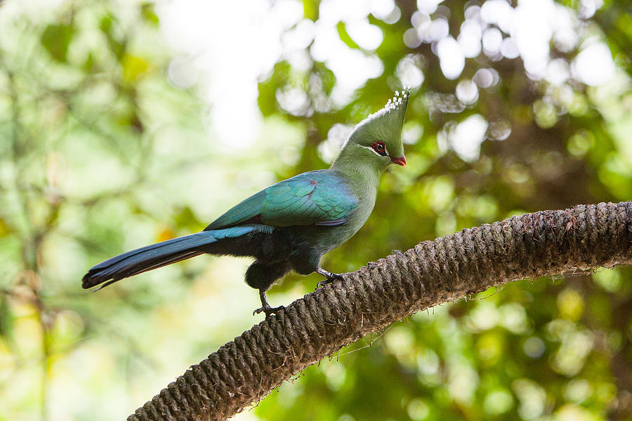 The Knysna Loerie Photograph by Chris Marrison Pixels