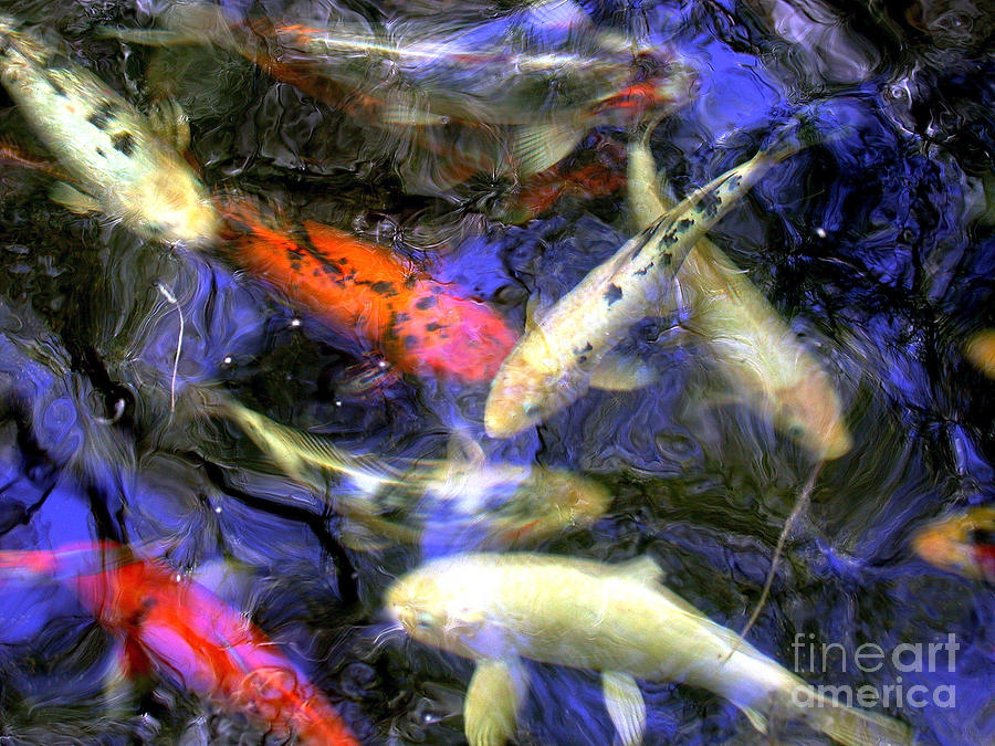 The Koi Pond Photograph by Marc Bittan