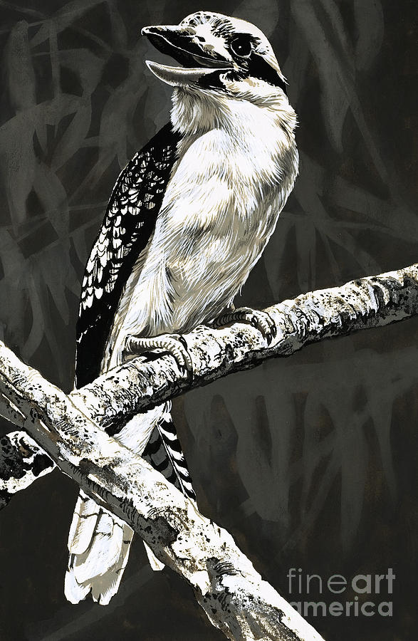 Bird Painting - The Kookaburra by English School