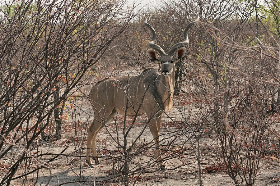 The Kudu Photograph by Ernest Echols