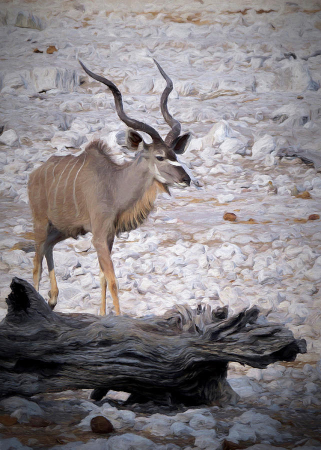 The Kudu in Namibia Digital Art by Ernest Echols