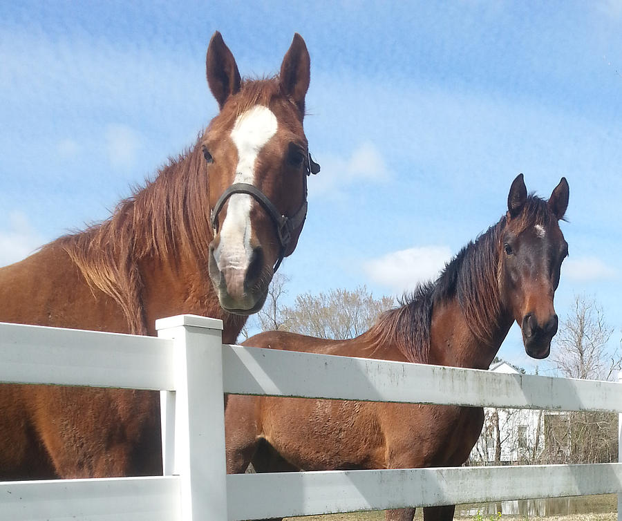 The Ladies Say Hello Marielyn Photograph by Carole Ray - Fine Art America