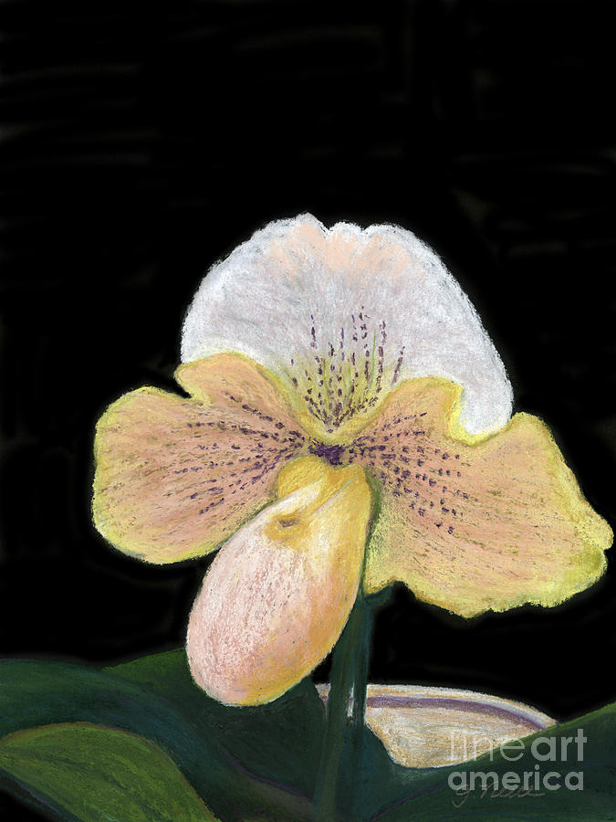The Lady Slipper Painting by Ginny Neece