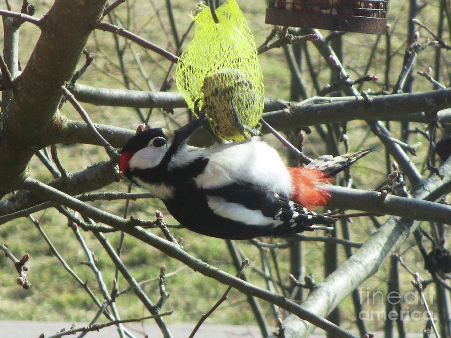 Woodpecker Photograph - The Laid Back Approach by Martin Howard
