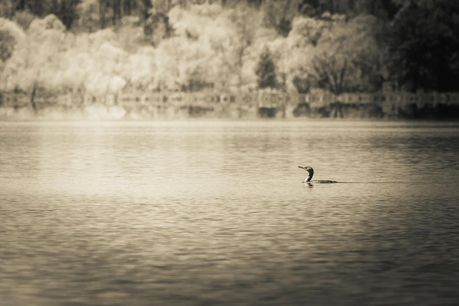The Lake VIII Photograph by Wade Brooks