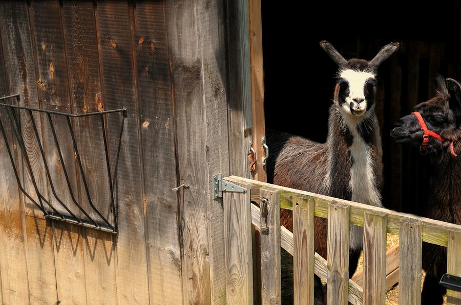 cuddle barn llama llama