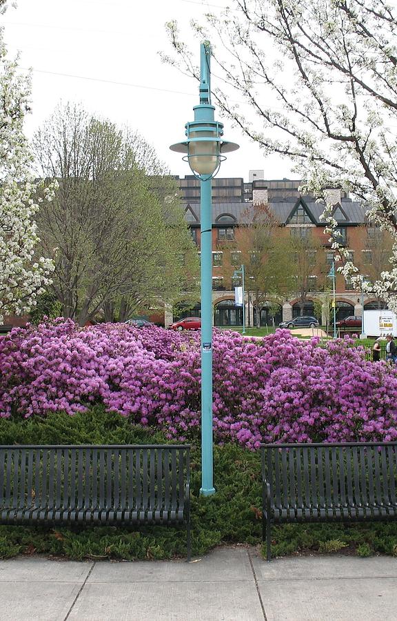 The Lamp Post by Alan Chandler The Lamp Post by Alan Chandler