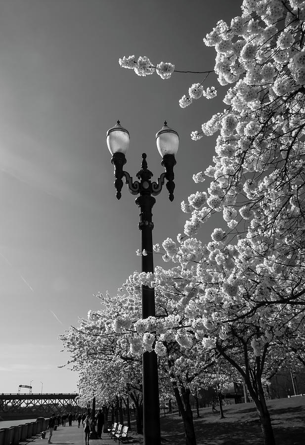 The Lamp Post Photograph by Steven Clark