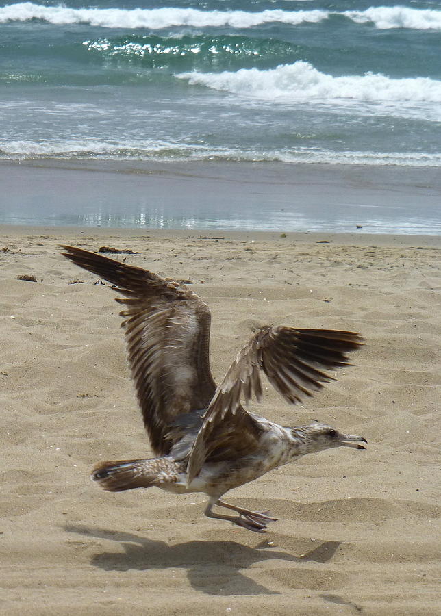 The Landing - Huntington Beach Photograph by Lori Seaman