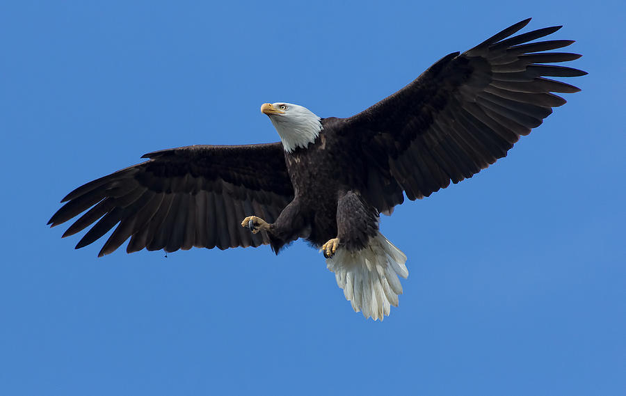 Bald Eagle Photograph - The Landing by Sheldon Bilsker Bald Eagle Photograph - The Landing by Sheldon Bilsker