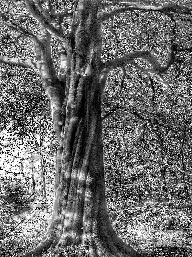 The Large Beech Tree in Greyscale Photograph by Joan-Violet Stretch