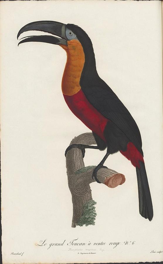 The large red belly Toucan Painting by MotionAge Designs