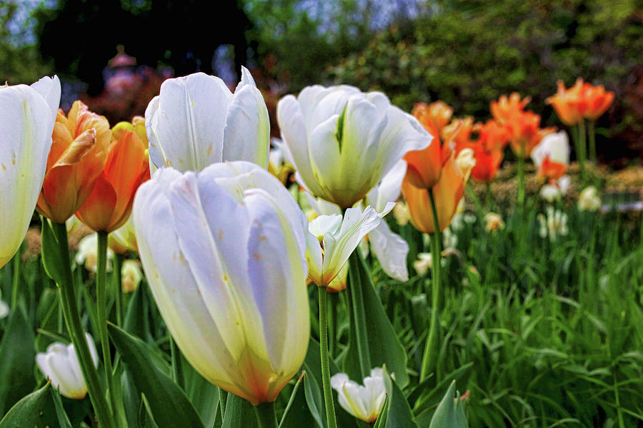 The Last Bloom Photograph by Mike Smale