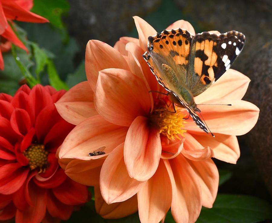 The Last Butterfly of the Year  Photograph by Hella Buchheim