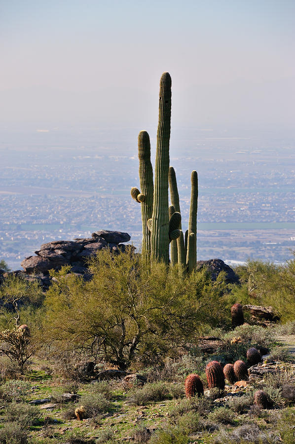 Phoenix Photograph - The Last Cactus by Tom Dowd