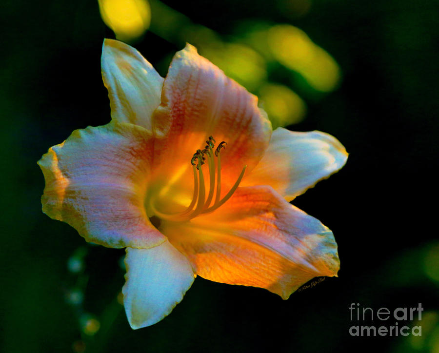 Lily Photograph - The Last Days of Summer by Patricia Griffin Brett