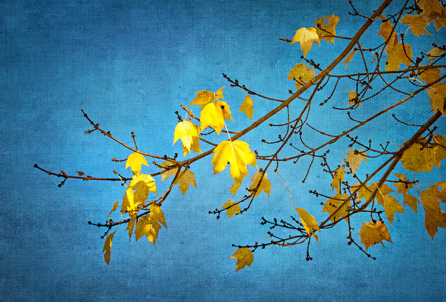 The Last Few Yellow Leaves Photograph by Carolyn Derstine