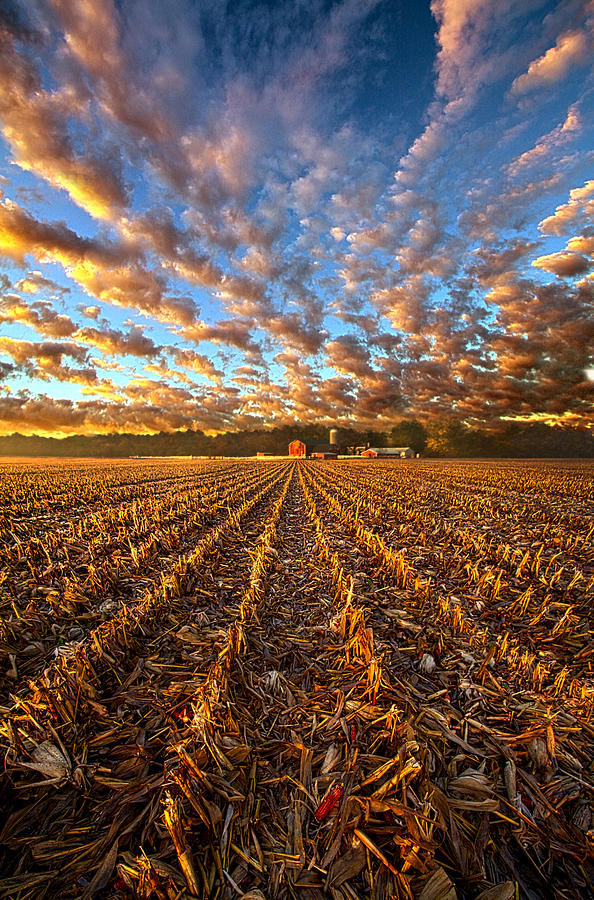 The Last Harvest Photograph by Phil Koch