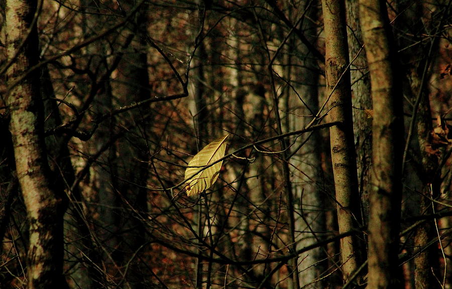 The Last Leaf Photograph by Bruce Patrick Smith