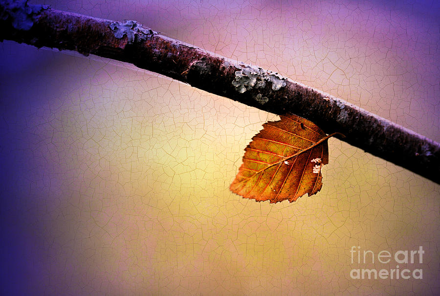 The Last Leaf Photograph by Judi Bagwell