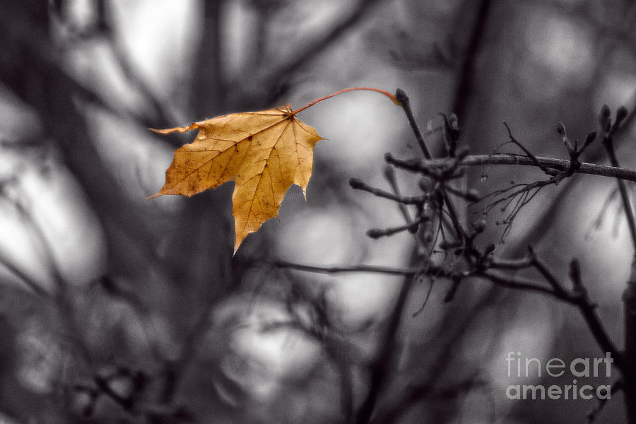 the last leaf by glen