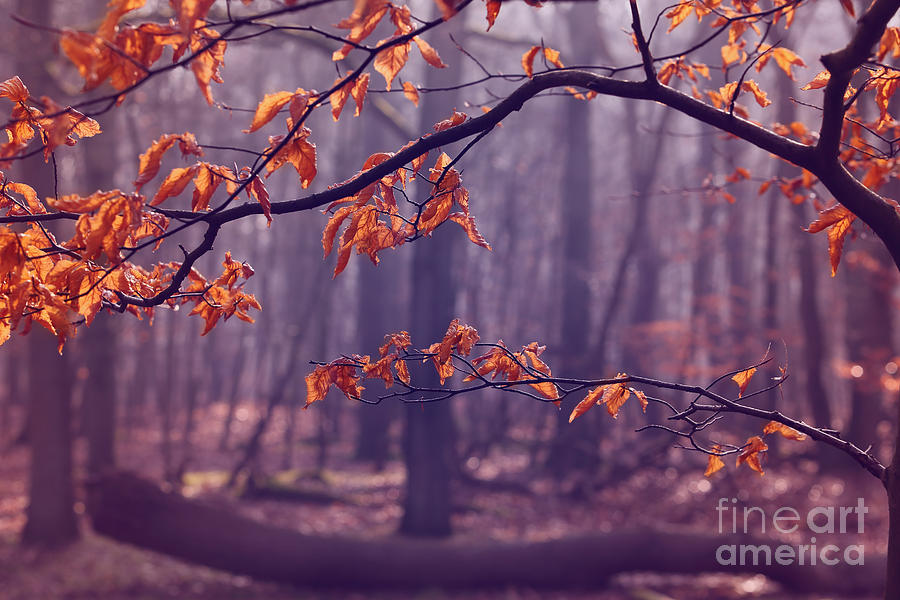 Nature Photograph - The last leaves... by LHJB Photography