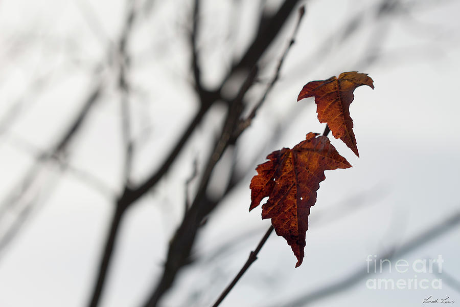 The Last Leaves of Autumn Photograph by Linda Lees