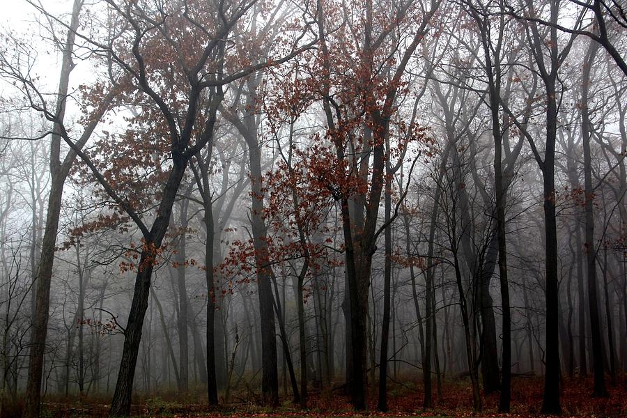 Nature Photograph - The Last Leaves by Rosanne Jordan