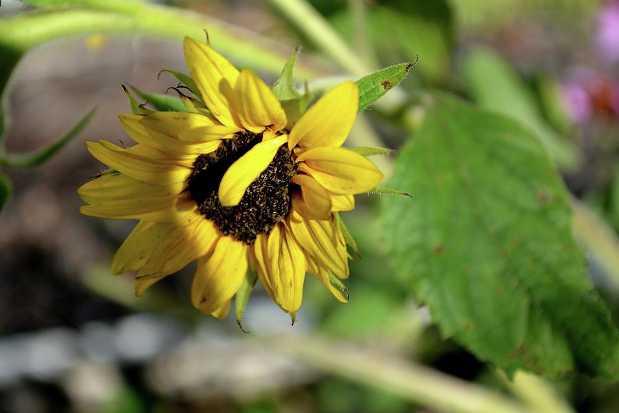 The Last Little Sunflower Photograph