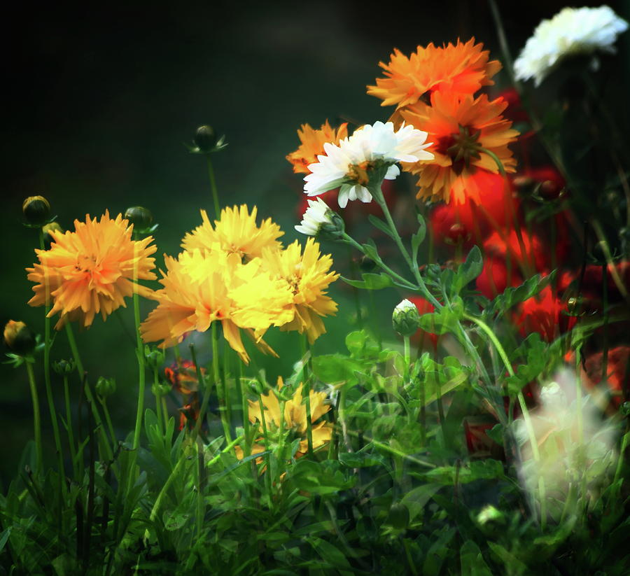 The Last Of The Autumn Flowers Photograph by Jeff Townsend