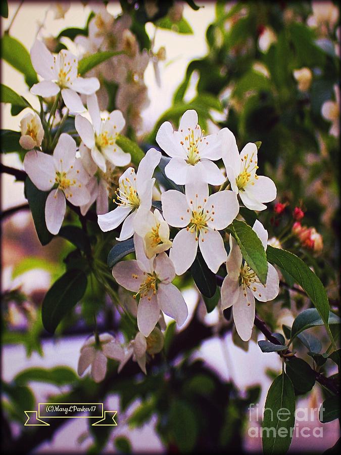 The last Of The Mock Orange Flowers  copyright Mary Lee Parker . Photograph by MaryLee Parker
