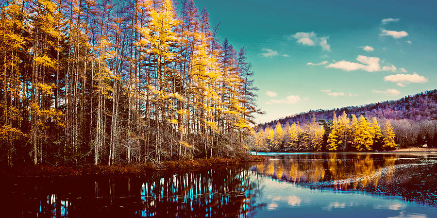 The Last of the Tamarack Color Photograph by David Patterson